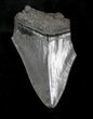 Bargain, Serrated Megalodon Tooth - South Carolina #19054-1